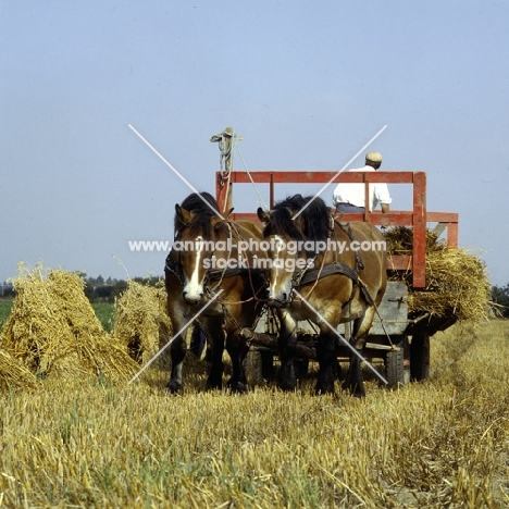 Strauken and La Fille, two Belgian horses in harness among corn stoops in Denmark