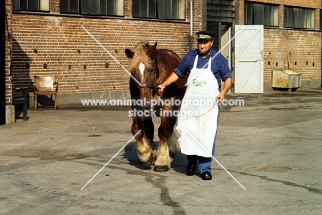 handler from brewery leading jutland horse at carlsberg brewery copenhagen
