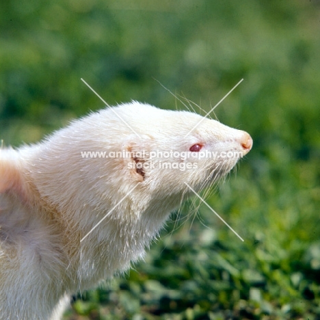albino ferret portrait