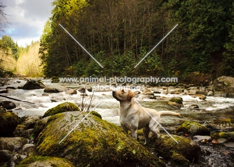 cream Labrador Retriever near river