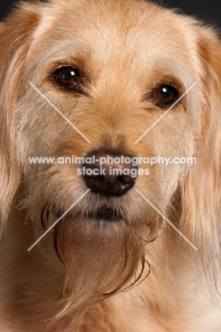 Goldendoodle close up