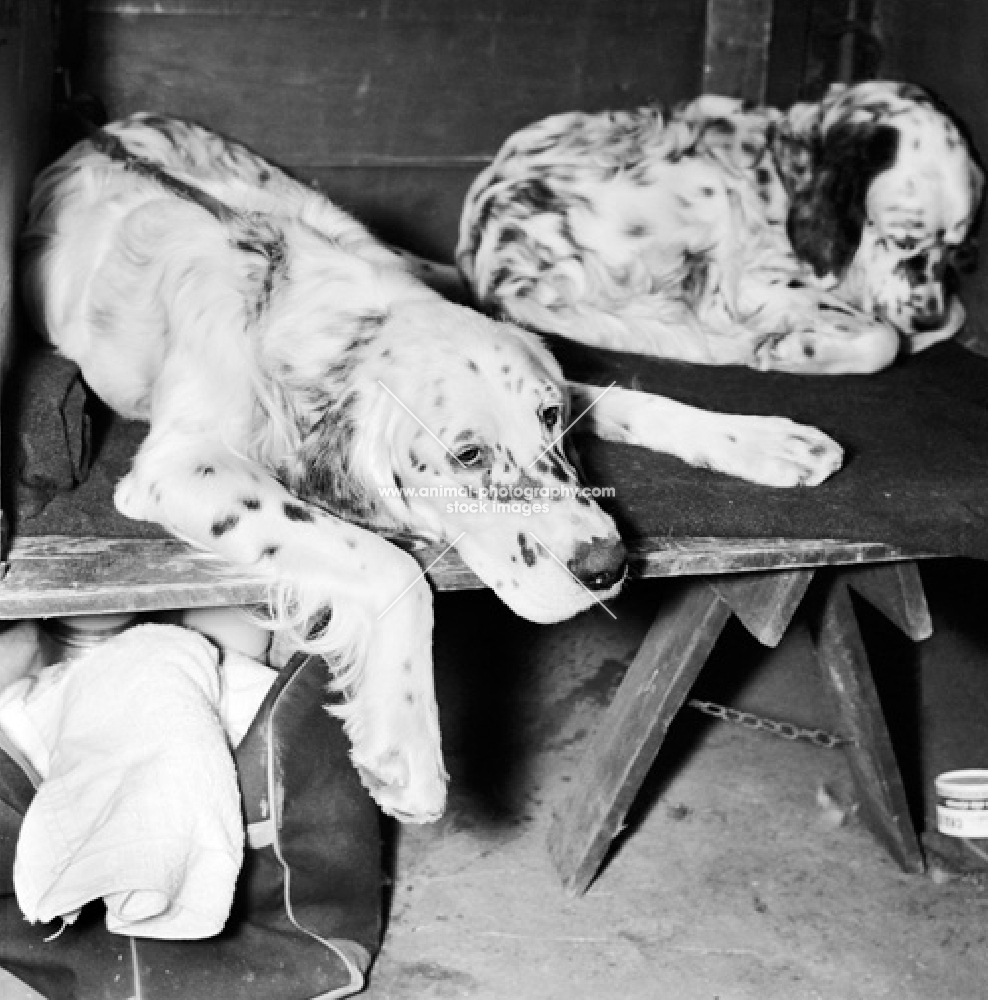 English Setters on bench