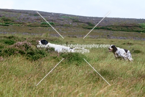working type pointer and working english setter on moorland