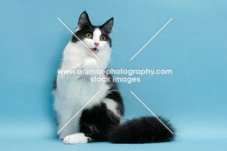 black and white Norwegian Forest cat, looking surprised