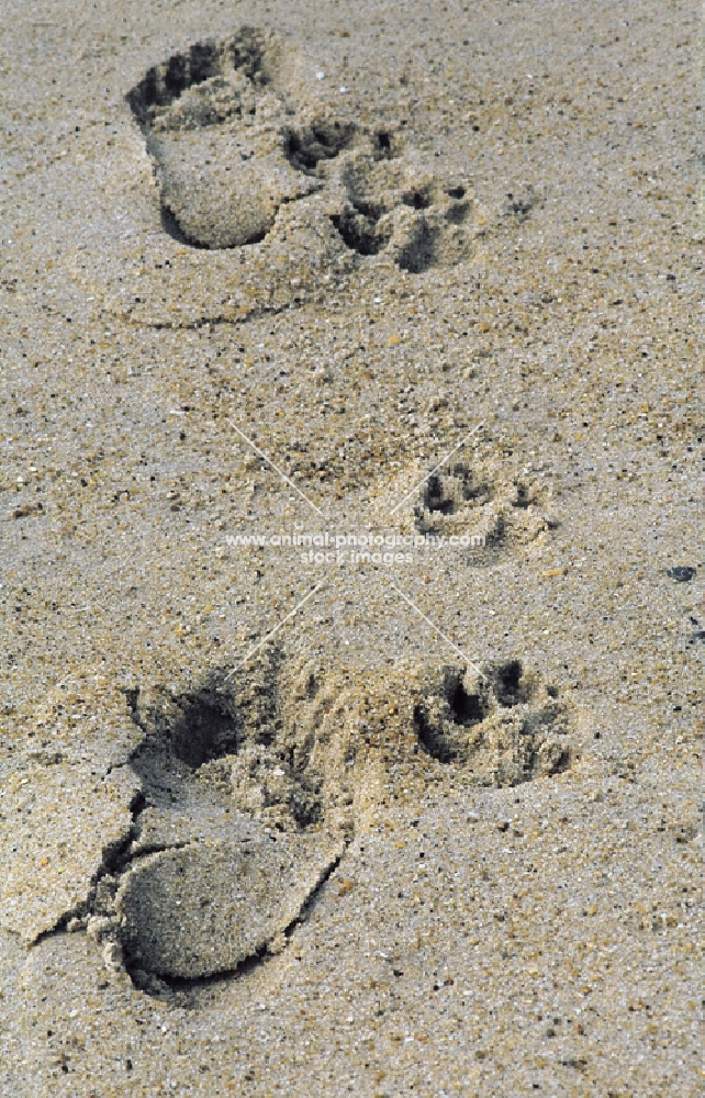 the common path - man and dog paws in sand