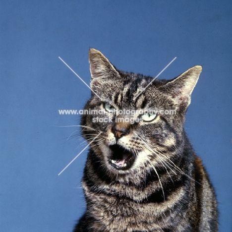 tabby cat with mouth open