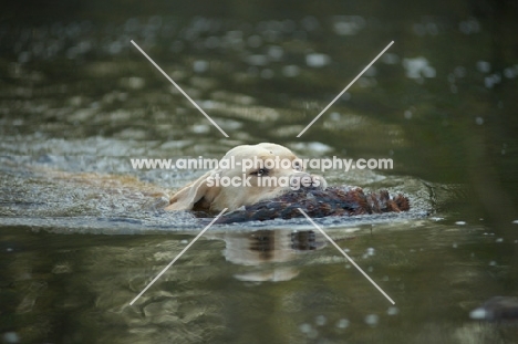 yellow labrador retriever retrieving pheasant from a lake