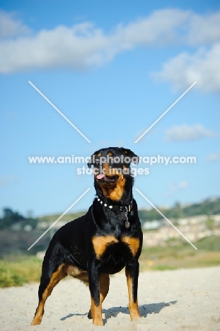 Rottweiler standing on sand