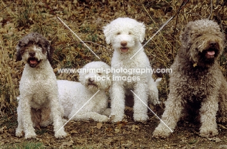 four Lagotto Romagnolos