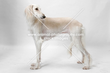 Saluki in studio, side view