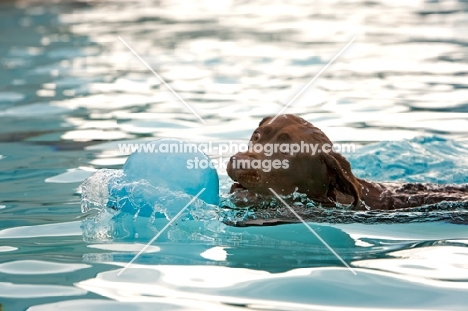 labrador with ball in water