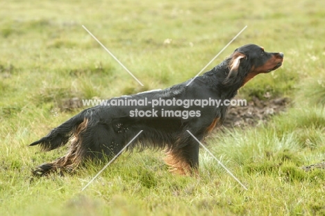 alert Gordon Setter