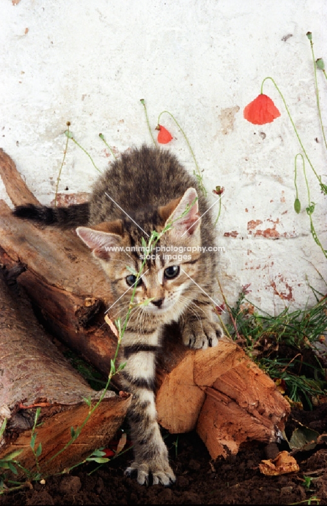 Household kitten walking on log