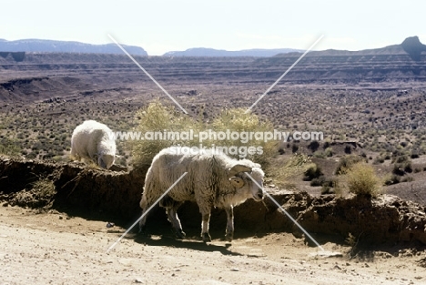 two navajo-churro sheep ay roadside in monument valley, usa