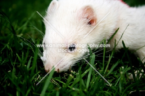 white ferret in grass