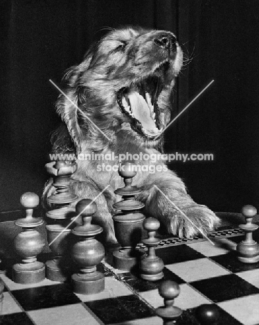 English Cocker Spaniel puppy playing chess