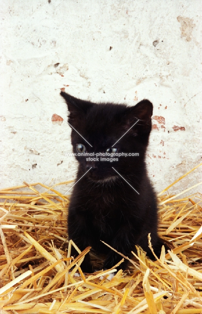 black Household kitten in straw