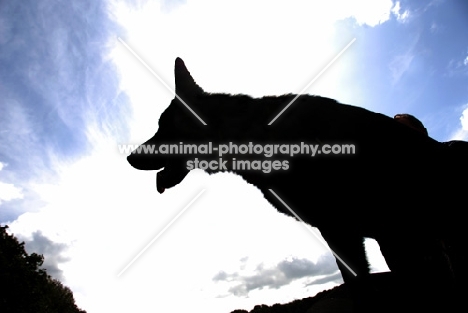 German Shepherd Dog silhouette