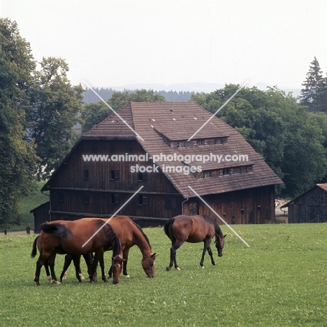 group of Wurttemberger mares and foal grazing