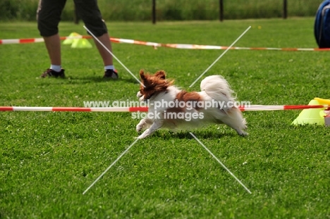 Papillon doing longe work