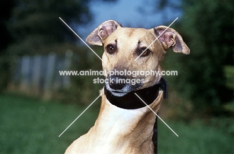 lurcher, whippet cross wearing hound collar