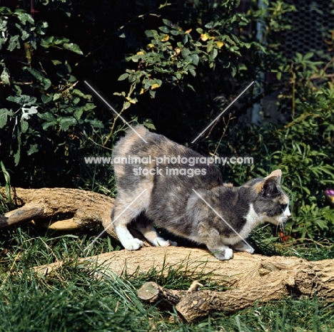 ch rosental dishy dolly, manx cat on a log