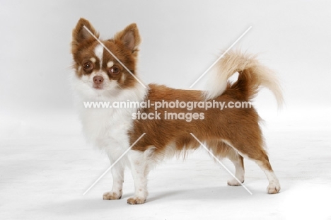 Chocolate and white champion Longhaired Chihuahua, side view