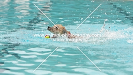 dog retrieving ball in pool
