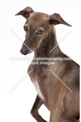 Australian Champion Italian Greyhound on white background