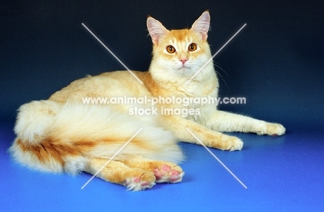red silver Somali cat, lying down