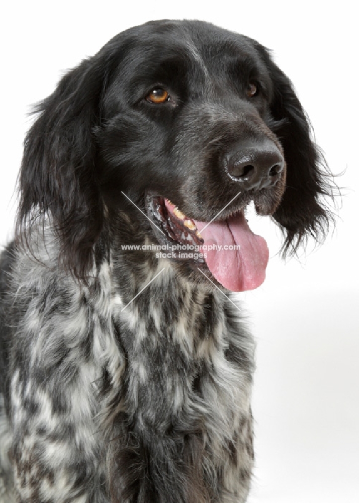 Australian Champion large Munsterlander on white background, portrait