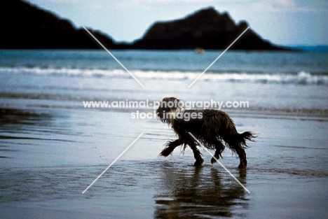 Bearded Collie on the beach