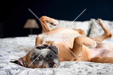 boxer lying upside on bed with front paws up