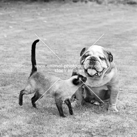 adam, a film star bulldog, examined by a siamese cat