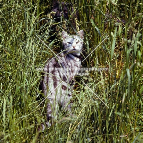silver tabby cat in long grass