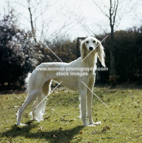 ch alexandra of daxlore, famous saluki bitch standing on grass