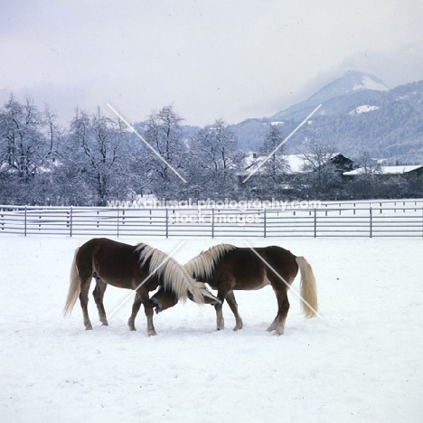 two Haflinger colts biting at each other's legs
