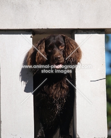 Boykin Spaniel looking through fence