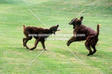 two irish setter puppies from cornevon playing