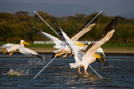 Group of Great White Pelican's taking flight from Lake Naivasha