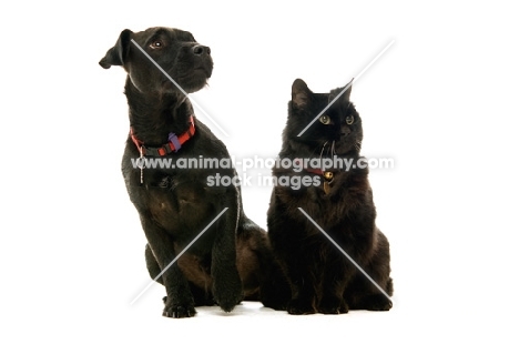 patterdale terrier and black cat