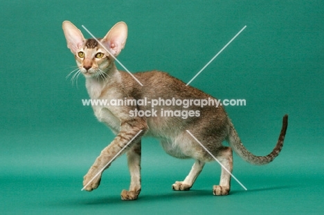 Oriental Shorthair walking, Chestnut Silver Ticked Tabby colour