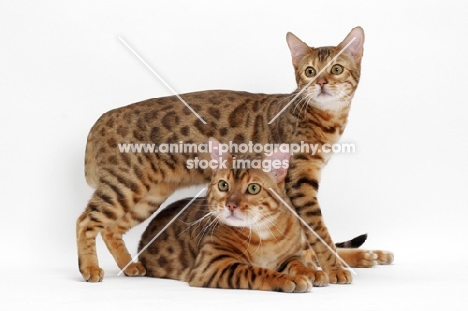 two Bengals, one lying, one standing