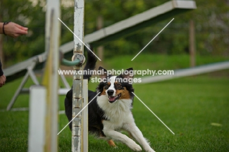 australian shepherd during agility training