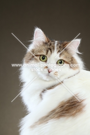 Siberian cat, head study