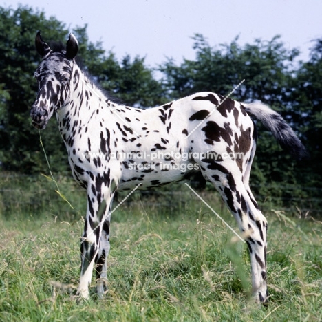 side view of appaloosa foal, humbug