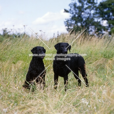 ch darelyn natasha, sitting and ch darelyn rifleman, two curly coat retreivers standing and sitting in a field