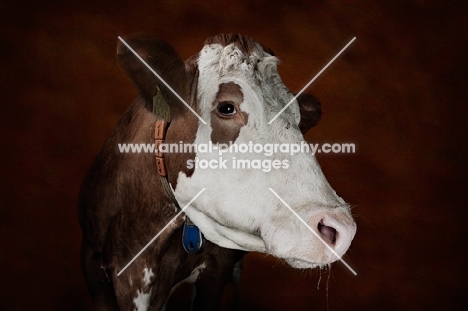 Simmental cow portrait