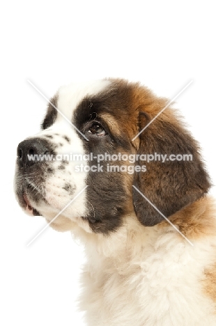 Saint Bernard puppy, portrait