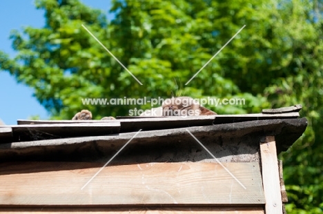 Burmese on roof